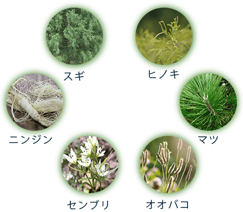 HG-101は、混合植物抽出液「FHB」を配合した日本初（※1）の薬用育毛剤です。混合植物抽出液「FHB」の原料は、スギ・ヒノキ・マツの樹木と、野草のオオバコ。さらにセンブリとニンジンの抽出液です。これらの植物由来の成分は、無害で人にやさしく作用し、高い保湿効果で栄養が行き届きやすい頭皮環境に整えます。